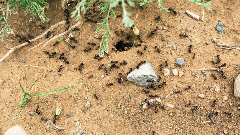 ants near their nest