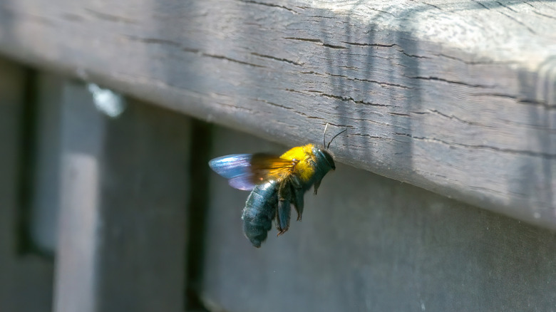 A carpenter bee flies up to a wooden porch