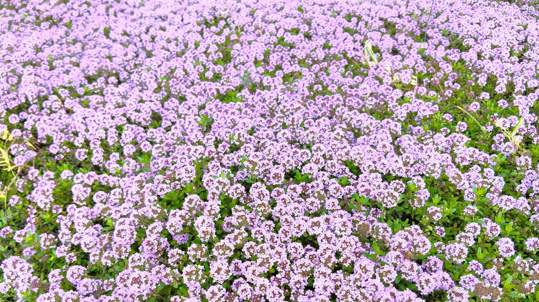 A large field of creeping thyme