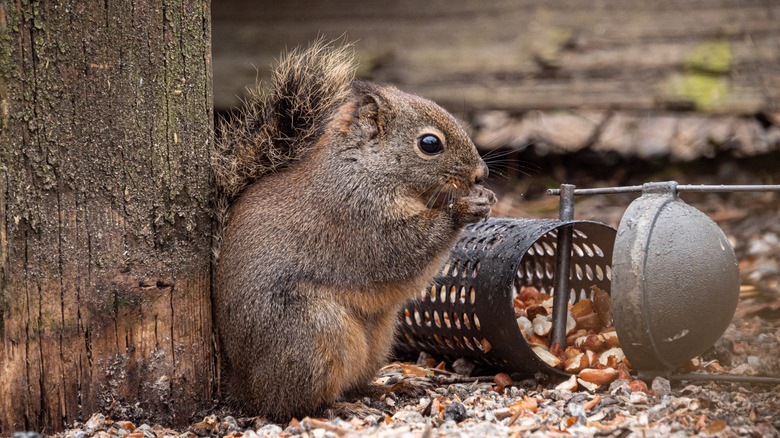 A squirrel eating from a fallen and opened bird feeder on the ground.