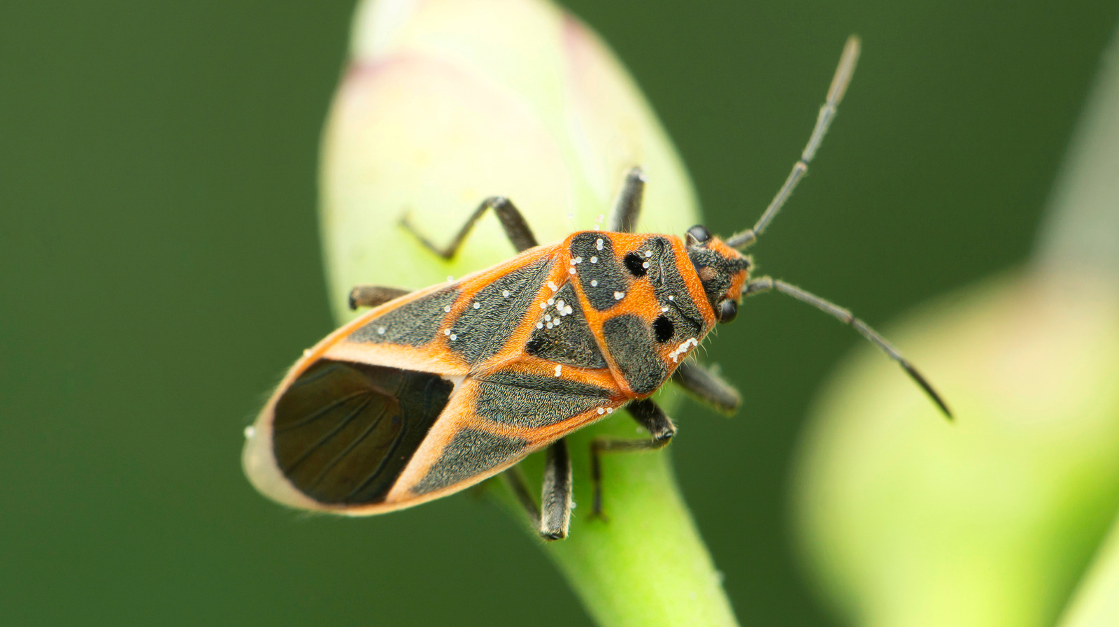 Repel Boxelder Bugs From Your Garden Naturally With This Popular Bulb