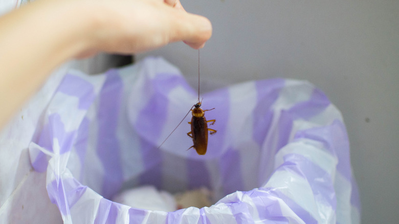 Person's hand throwing a cockroach into a garbage can