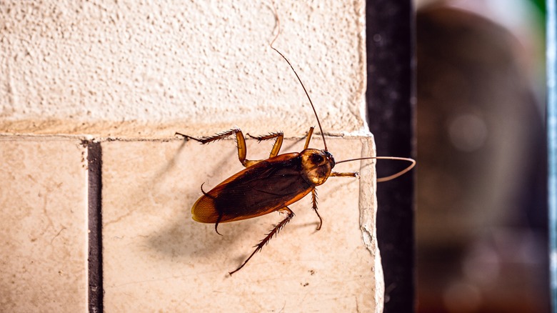 Cockroach climbing on wall