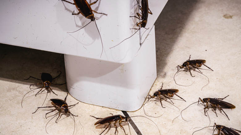 Cockroaches climbing up an appliance in the kitchen