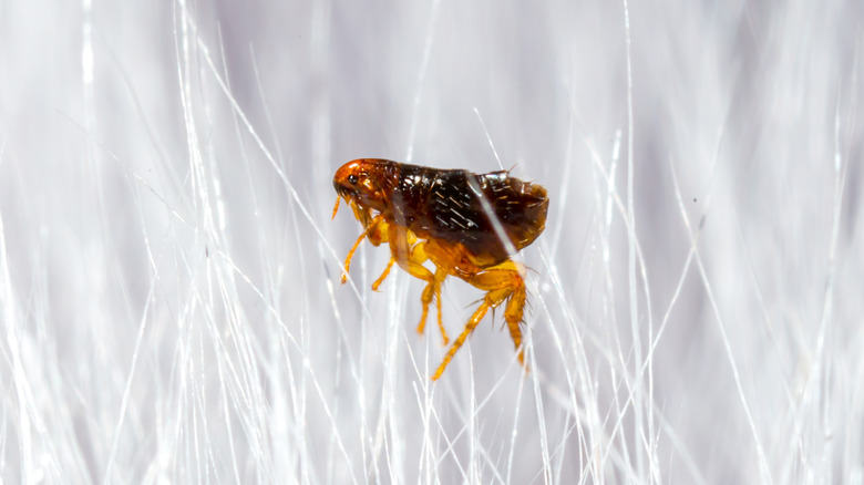 Close-up shot of a flea in the fur of an animal