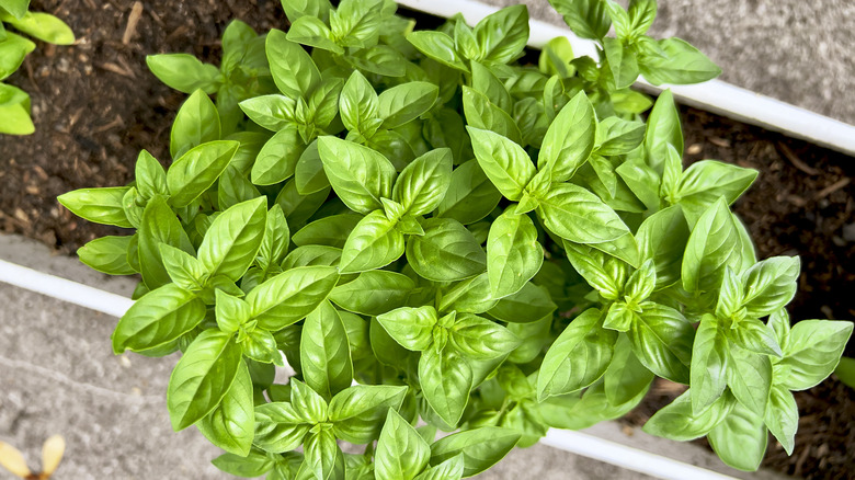 A healthy basil plant growing in a long container