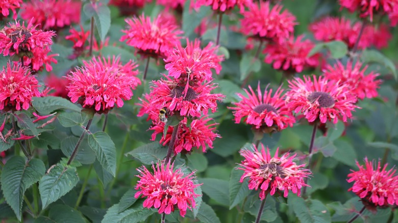 Closeup of the striking red flowers on bee balm