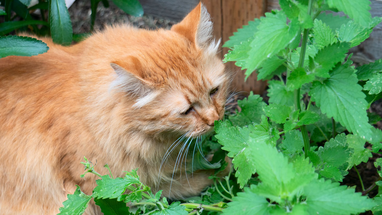 A large ginger cat enjoying the scent of the catmint growing in the garden