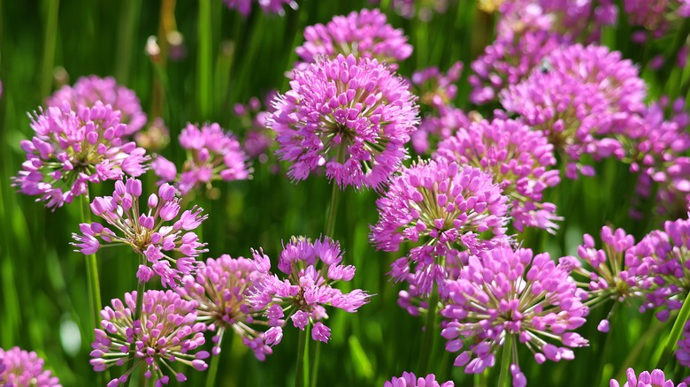 Closeup of pretty pink Allium flowers