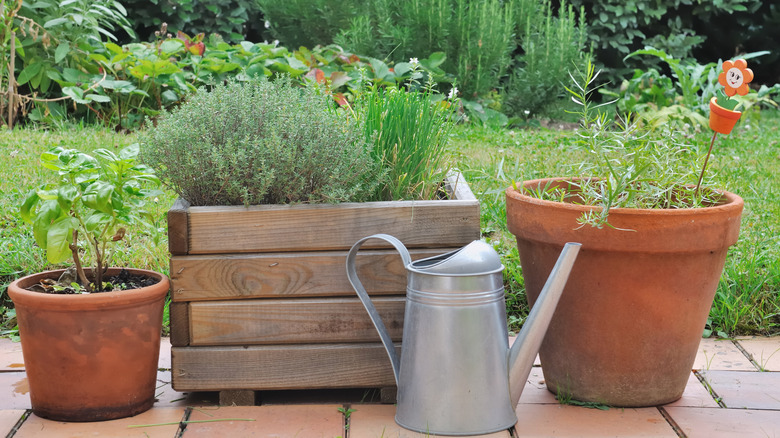 Pots of scented herbs on a brick patio with a metal watering can