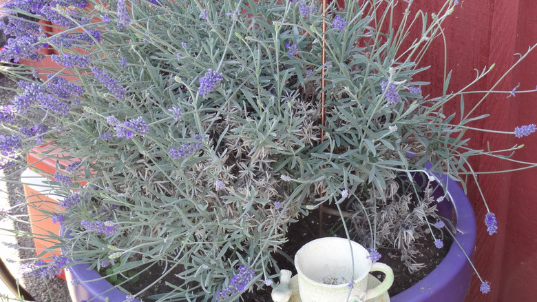 A lovely flowering lavender on a large purple pot