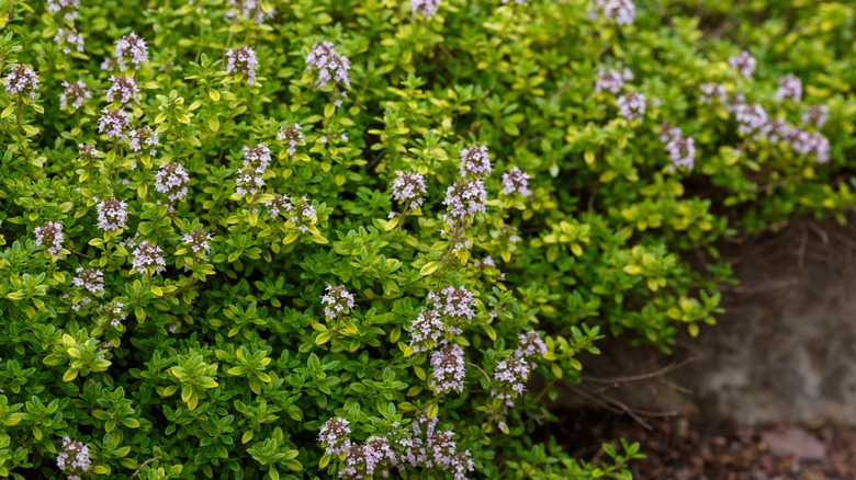 Blooming lemon thyme in the garden