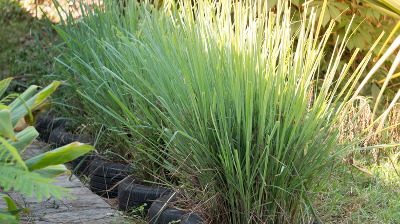Lemongrass growing in large pots