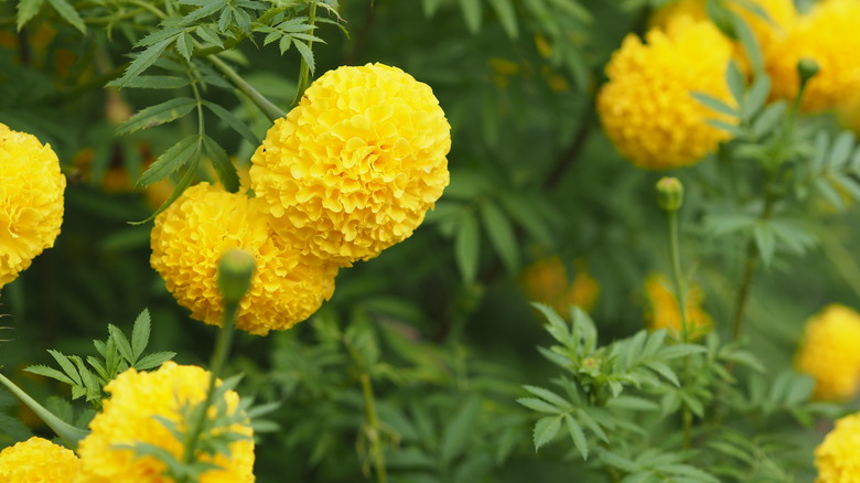 Closeup of the stunning blooms of a yellow-flowering marigold