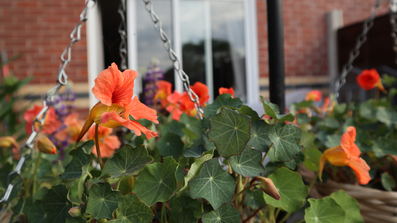 Orange-flowering nasturtiums in hanging baskets