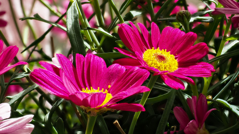 Closeup of the brilliant red blooms of the pyrethrum daisy
