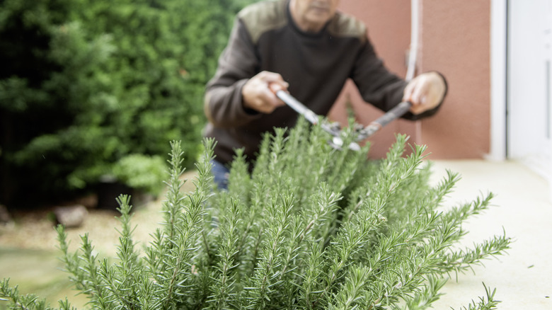 A gardener clipping a large rosemary bush in the garden near the house
