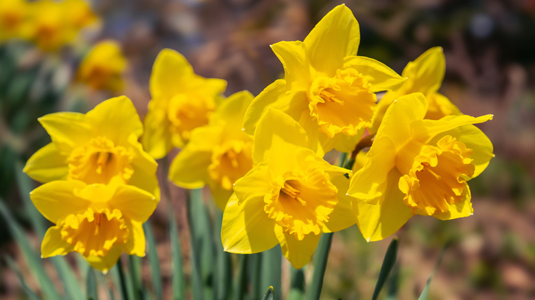 Yellow daffodils