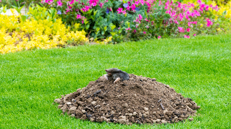 Mole emerging from mole hill in a yard with flowers