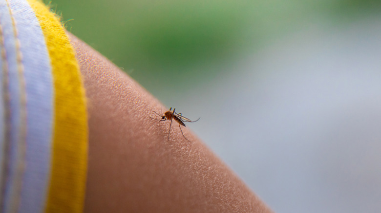 mosquito on skin