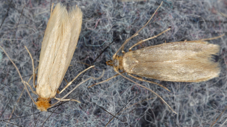 A close-up of adult moths on fabric.