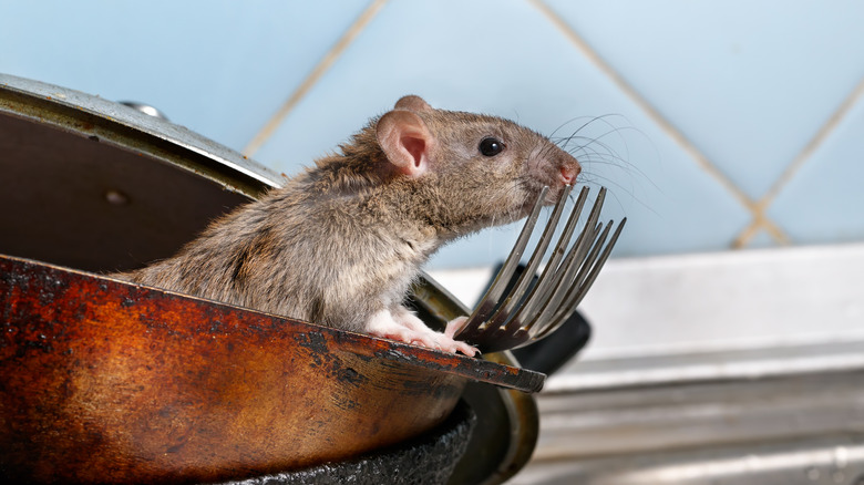 Rat sitting in dirty kitchen pan