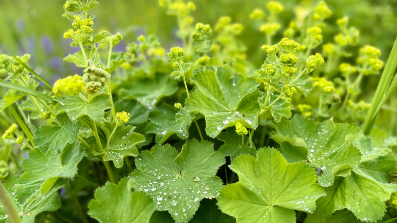 Lady's mantle with yellow flowers and beads of water on its large, fuzzy leaves.