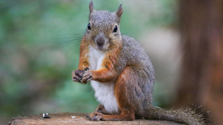 Grey squirrel sitting on a tree stump looking toward camera with food in its hands.