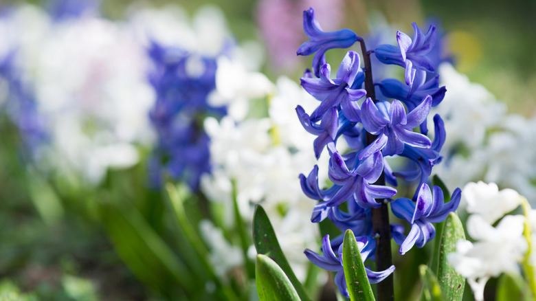 Close up of a purple hyacinth flower