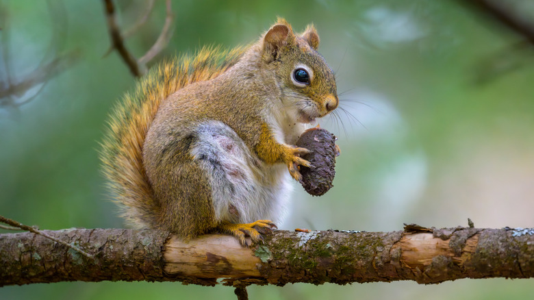 A squirrel eating an acorn on a tree branch
