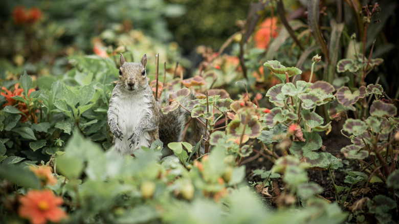 A squirrel standing in the middle of a garden full of plants