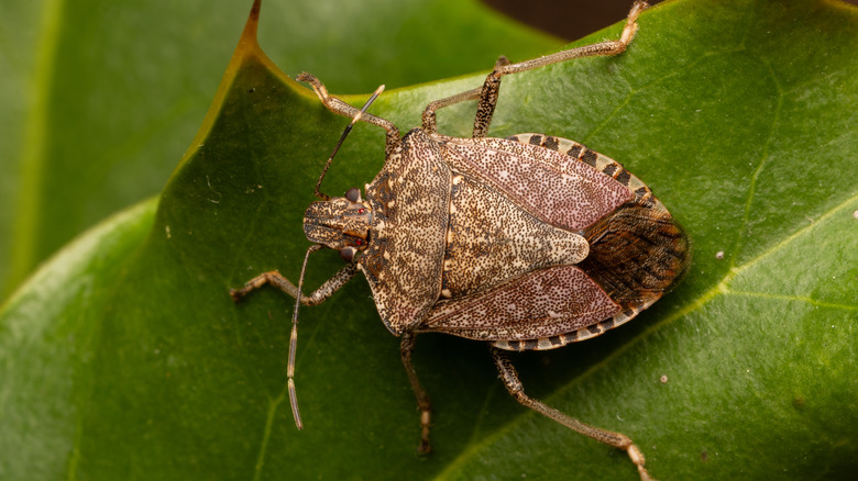 Brown speckled bug with six legs and antenna on a holly leaf.