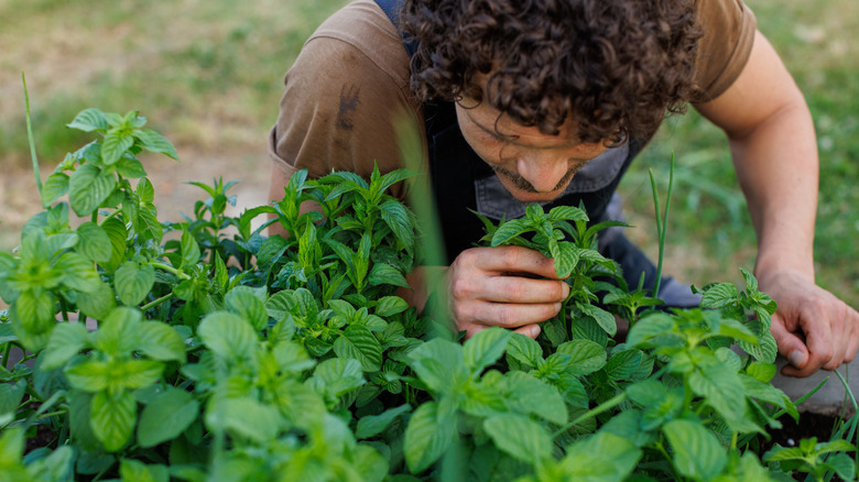 person sniffing fresh peppermint leaves