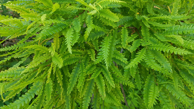 The leaves of a sweet fern plant, Comptonia peregrina.