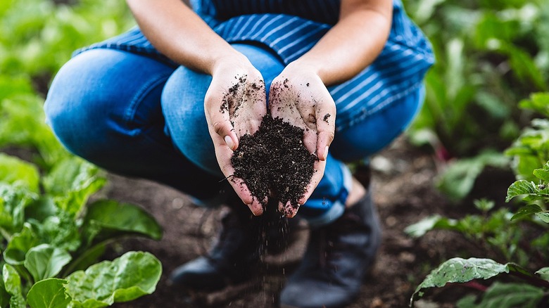 A close-up of a person squatting down in a garden with their hands full of garden soil