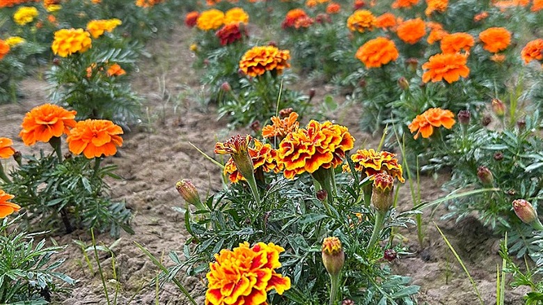 Marigolds used as a cover crop instead of a companion plant