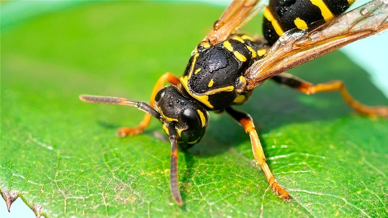 Wasp on green leaf