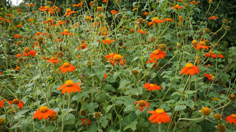 A mass planting of stunning bright orange Mexican sunflowers.