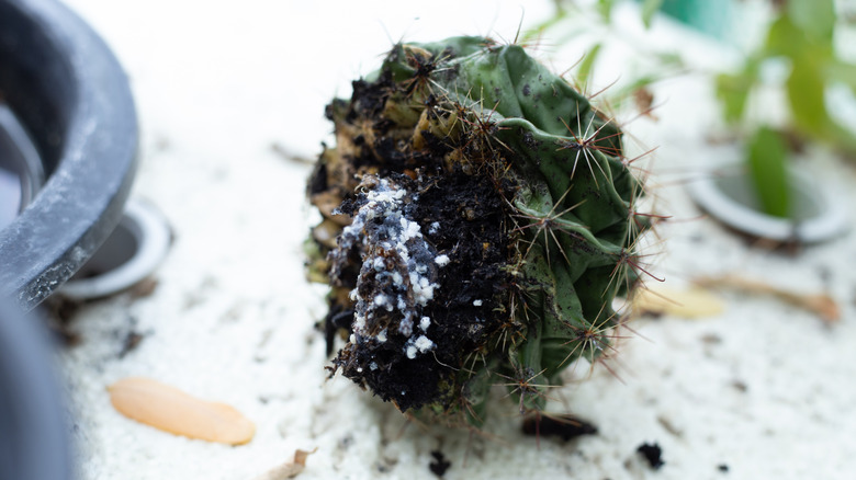Root of succulent plant infested by white mealybugs.