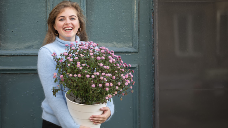 Woman prepares to repot her chrysanthemums.