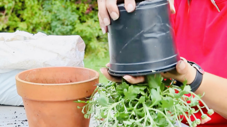 Gardener flips a chrysanthemum pot to get the plant out for re-potting.