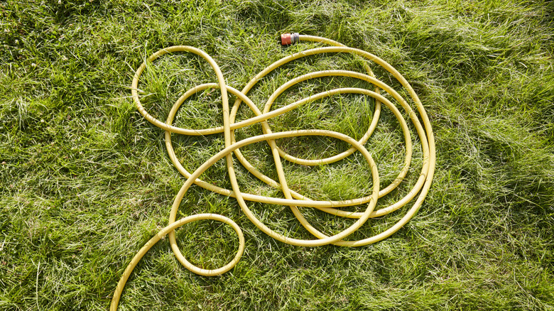 A tangled garden hose on a grass lawn