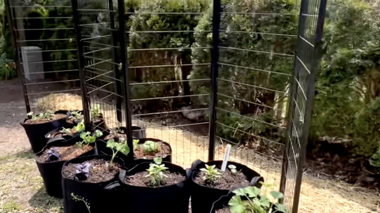 Panels made from an old dog crate are used as a trellis for climbing plants