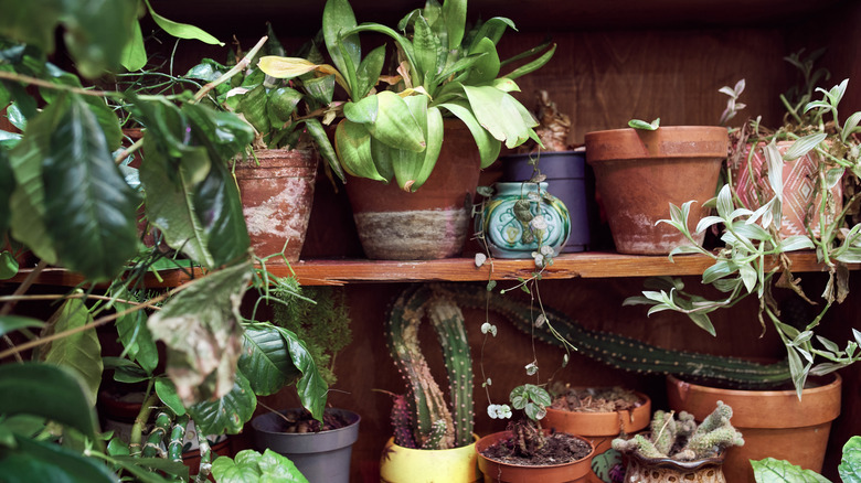 crowded shelf with plants