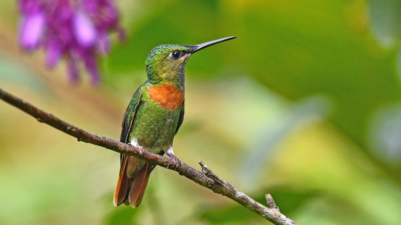 A hummingbird perched on a tree branch with a flower in the background.