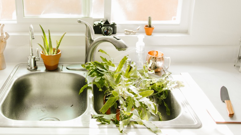 Succulents in pots sitting in a kitchen sink draining after being watered.