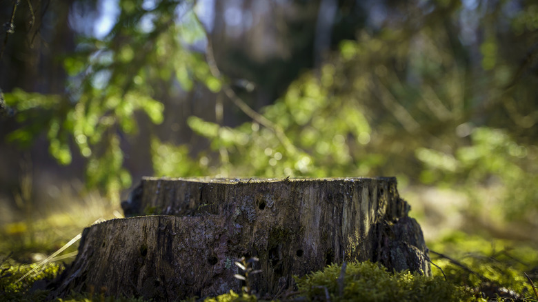 Mossy tree stump in the woods