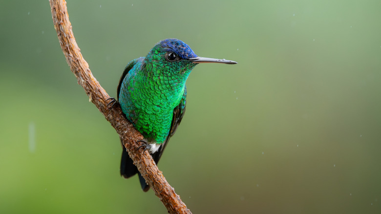 A hummingbird perched on a branch