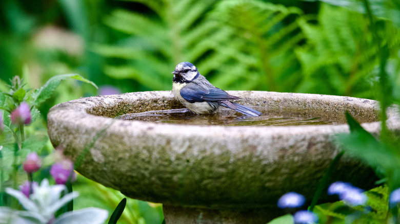bird perched on a bird bath