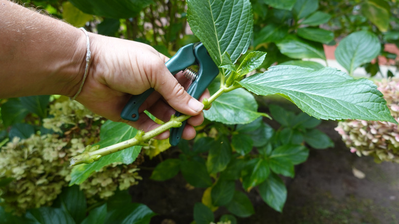 A gardener holds a freshly cut shrub stem and a pair of pruners in one hand.